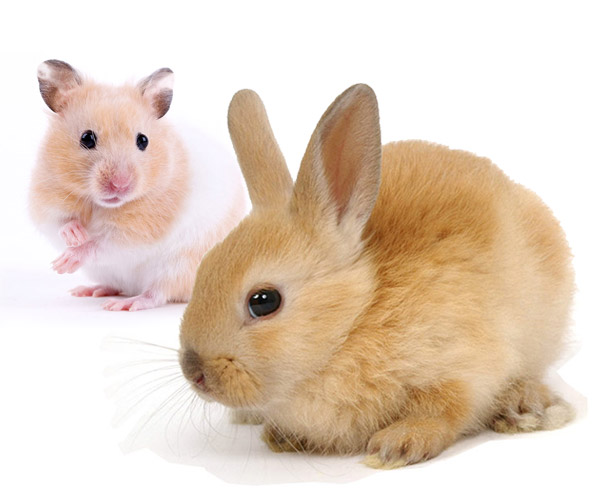 „PLUS FUNCTIONAL FOOD” PREMIUM STICK FOR hamsters 