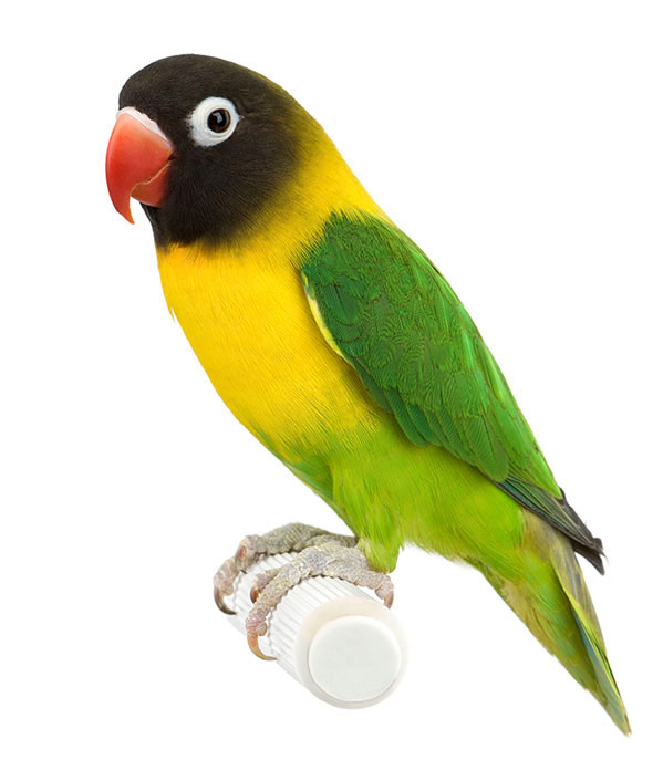 PLUS FUNCTIONAL FOOD” PREMIUM STICK FOR for large parakeets 